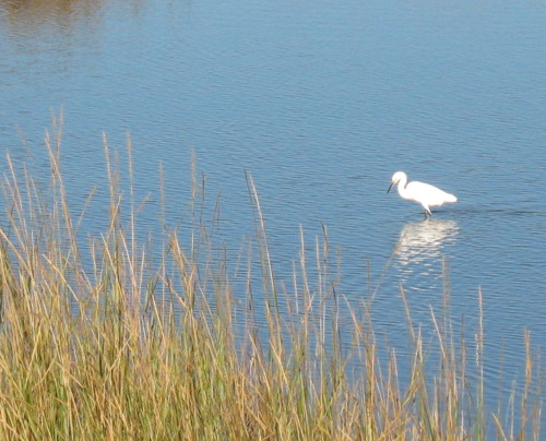 Egret at Big Lagoon