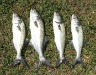 bluefish.jpg