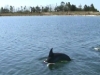 dolphin1.jpg